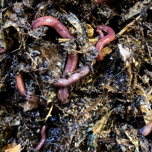 How to raise worms for gardening