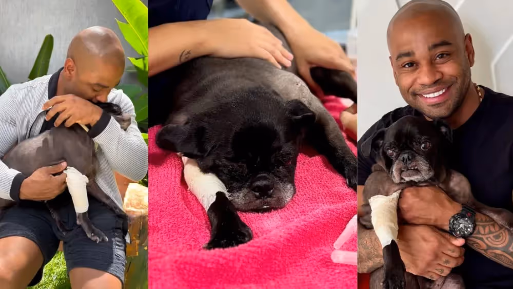 Medicina Veterinária 