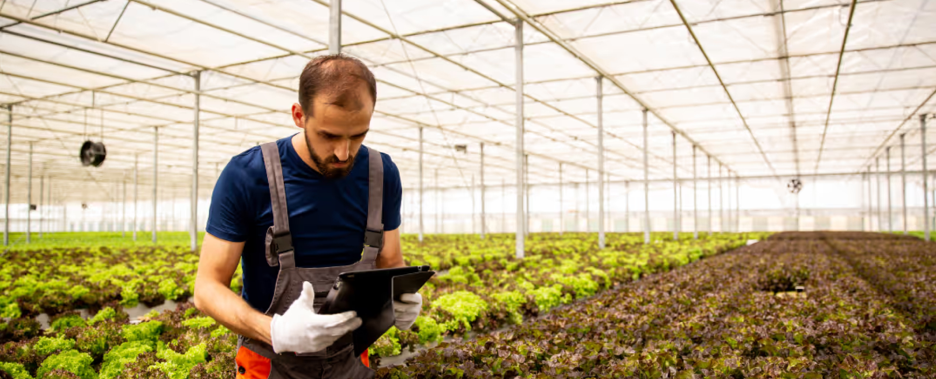 agronomia ou zootecnia