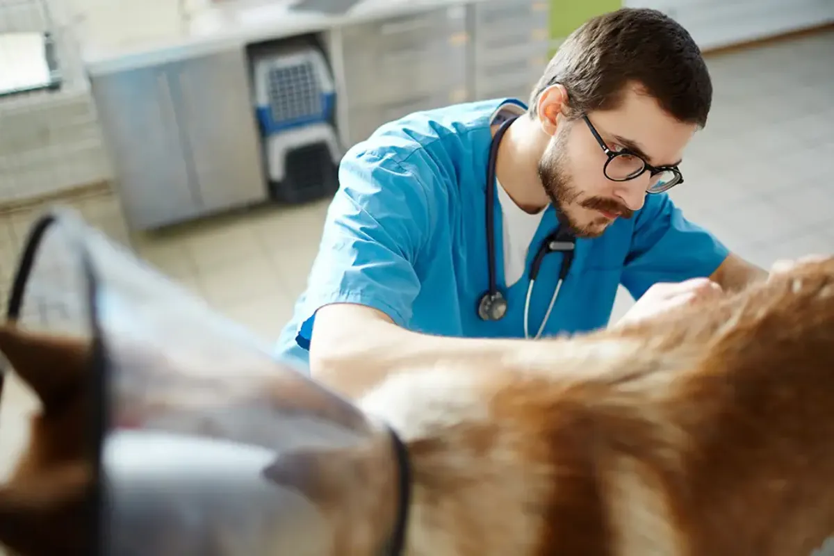 Veterinário examinando animal em clínica, imagem sobre faculdade de medicina veterinária em BH.