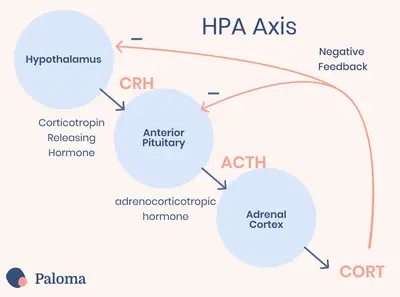 Your HPA Axis, Hashimoto’s, and Hypothyroidism | Paloma Health