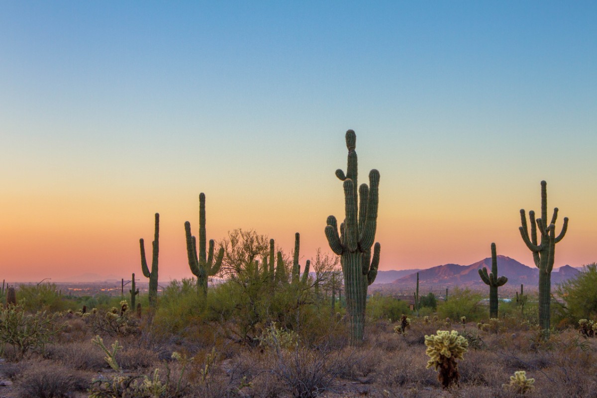 Saguaro cacti silhouetted against a peach and blue sunset sky in the Sonoran Desert with mountains in the distance
