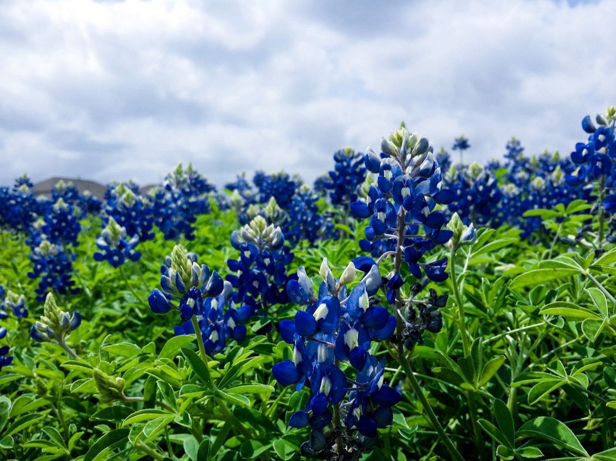Close-up of a field of Texas bluebonnet wildflowers in full bloom against a partly cloudy sky