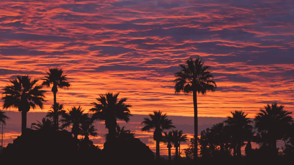 Tall palm trees silhouetted against a vivid orange, pink, and purple cloud-streaked sunset sky