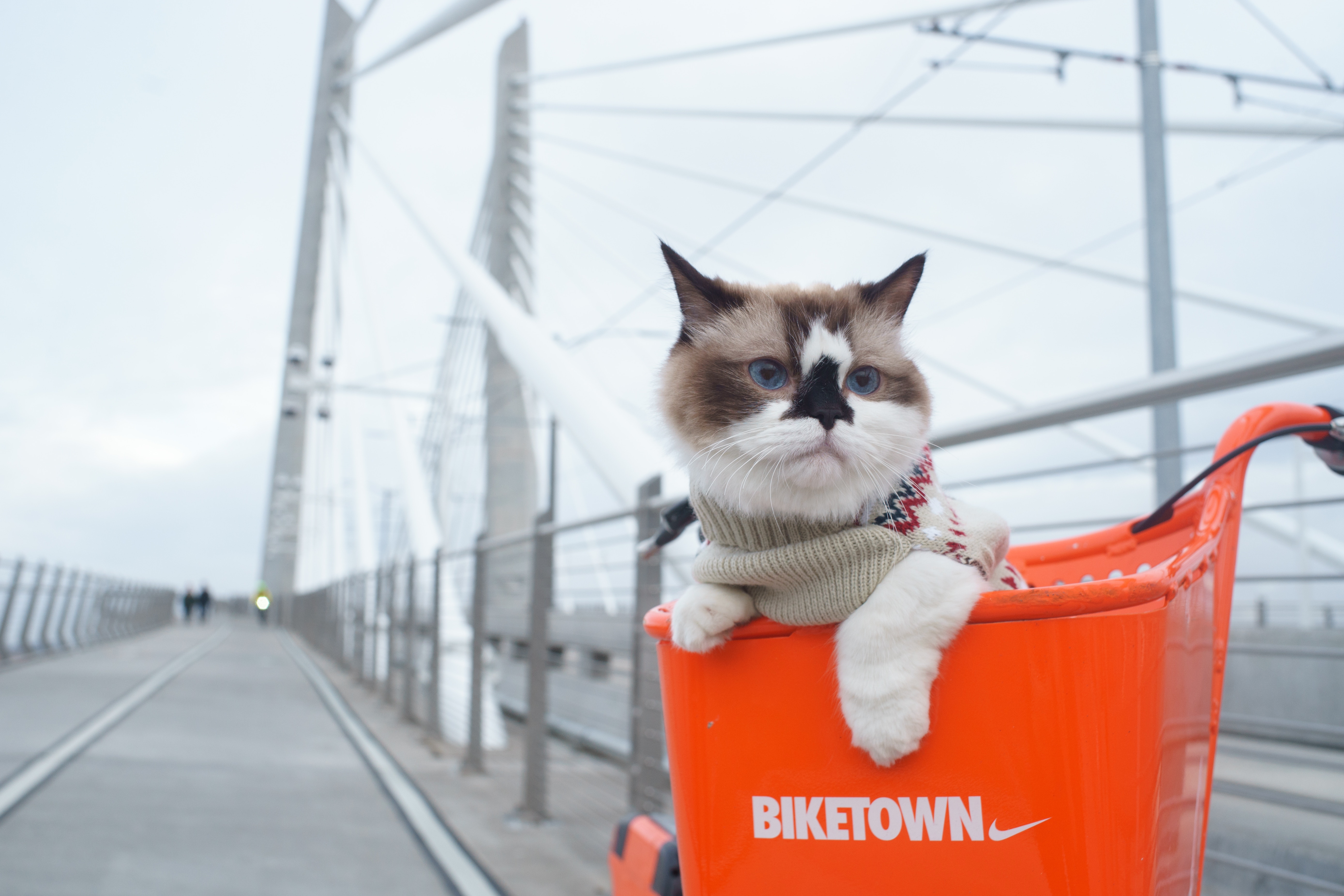 Ragdoll cat wearing a sweater sitting in an orange Biketown bike share basket on Tilikum Crossing bridge in Portland