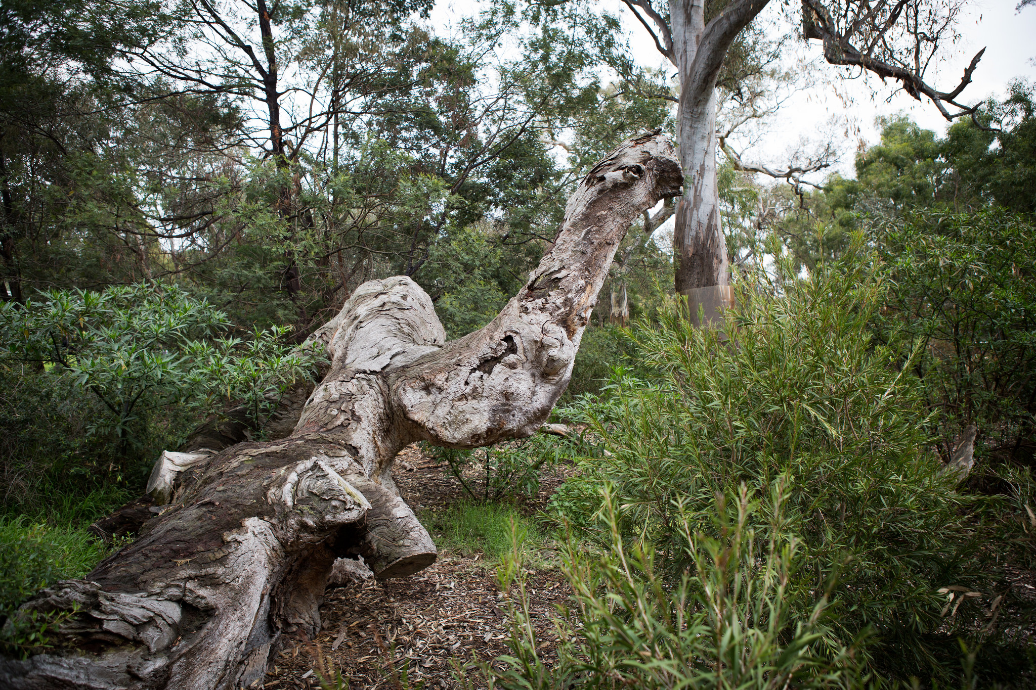 Large fallen eucalyptus tree trunk lying across the ground in dense Australian native bushland