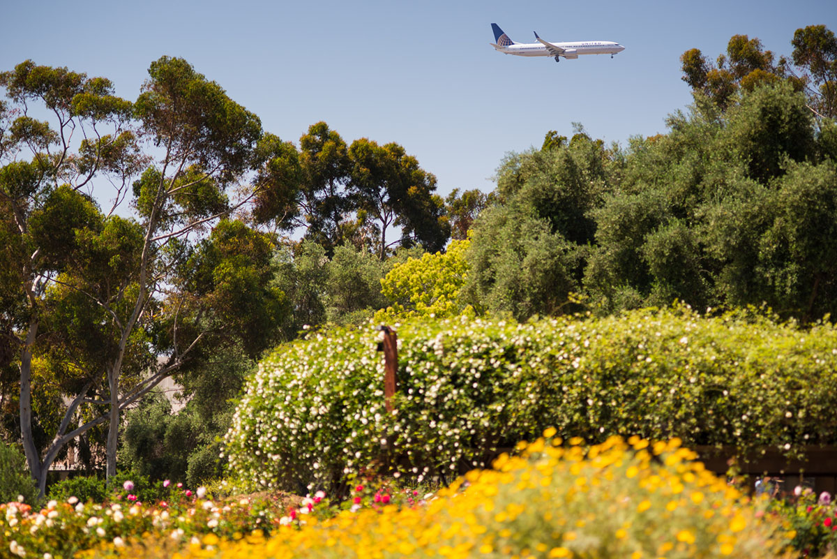 United Airlines passenger jet flying over the rose garden at Balboa Park San Diego with eucalyptus trees and yellow daisies