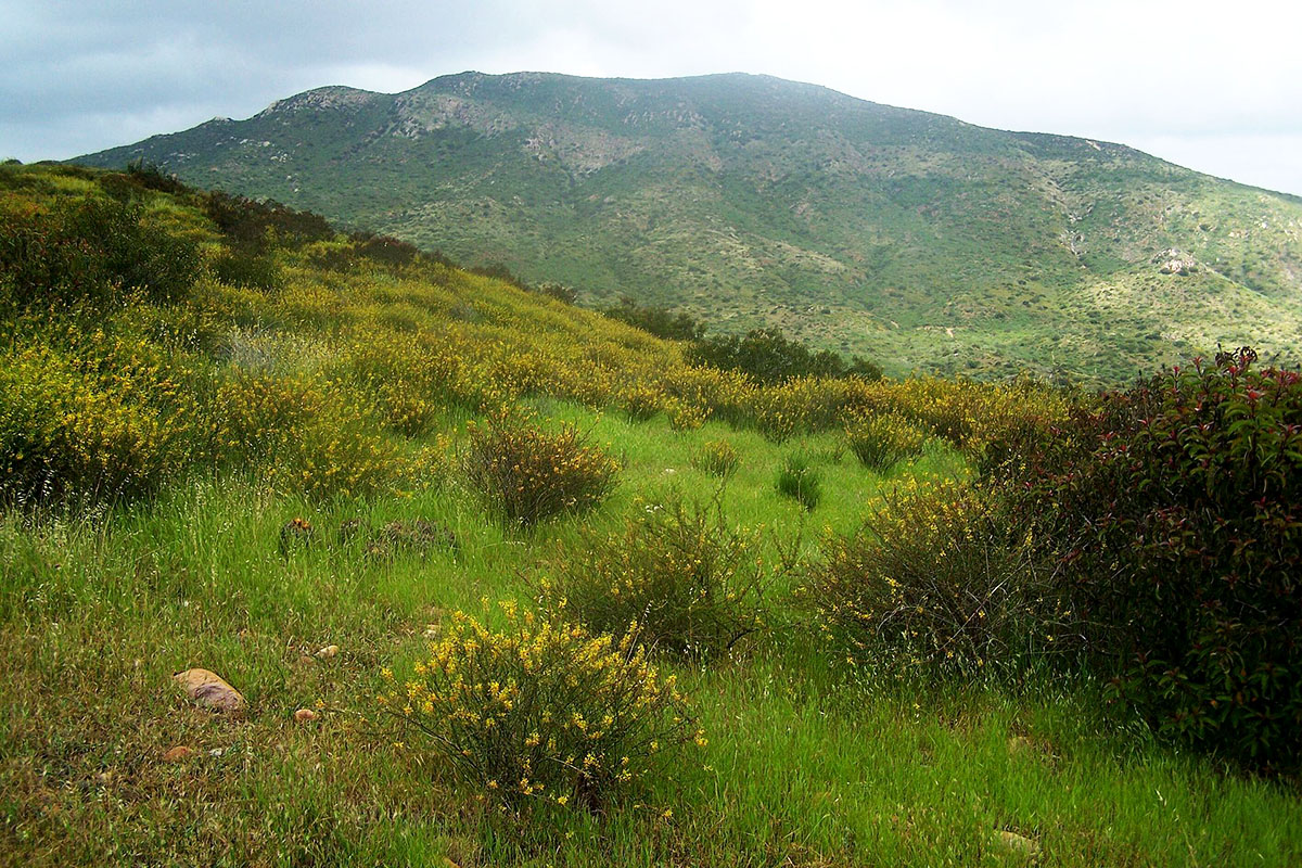 Hillside in Mission Trails Regional Park covered in green grass and yellow wildflowers with Cowles Mountain in San Diego