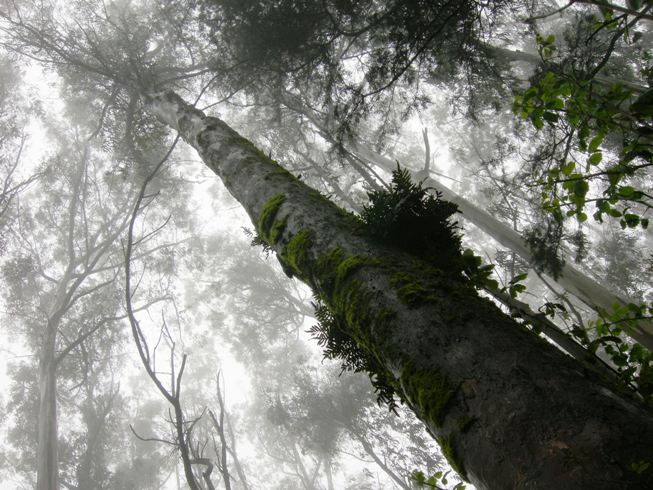 mount sutro forest