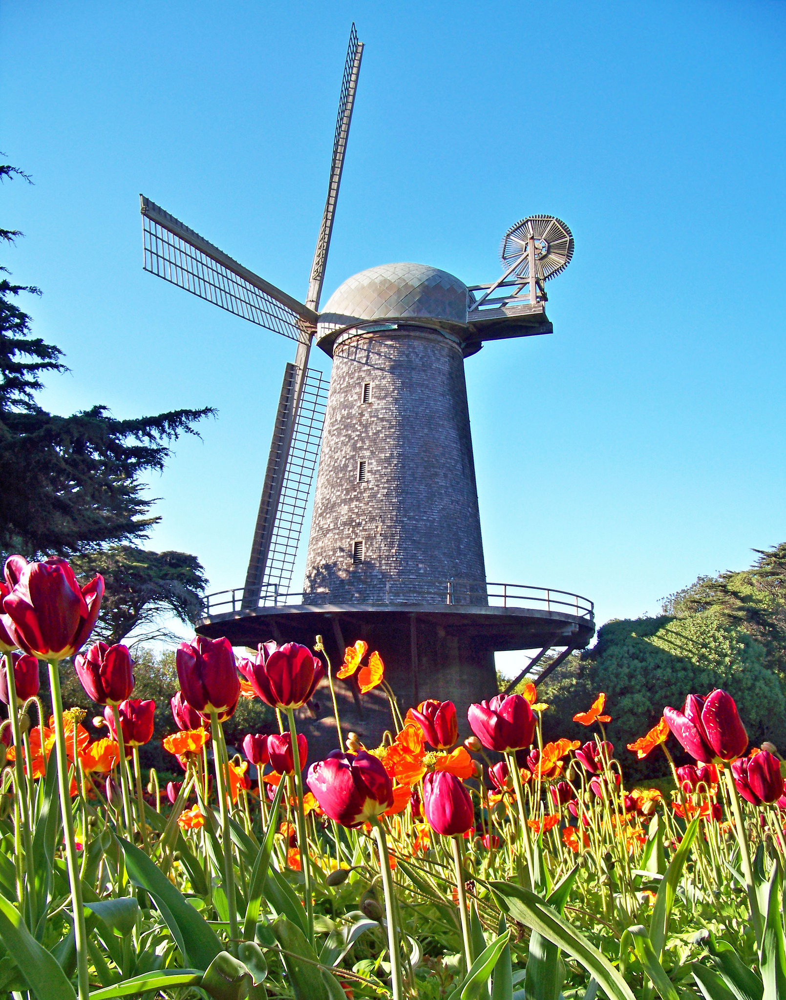 queen wilhelmina tulip garden