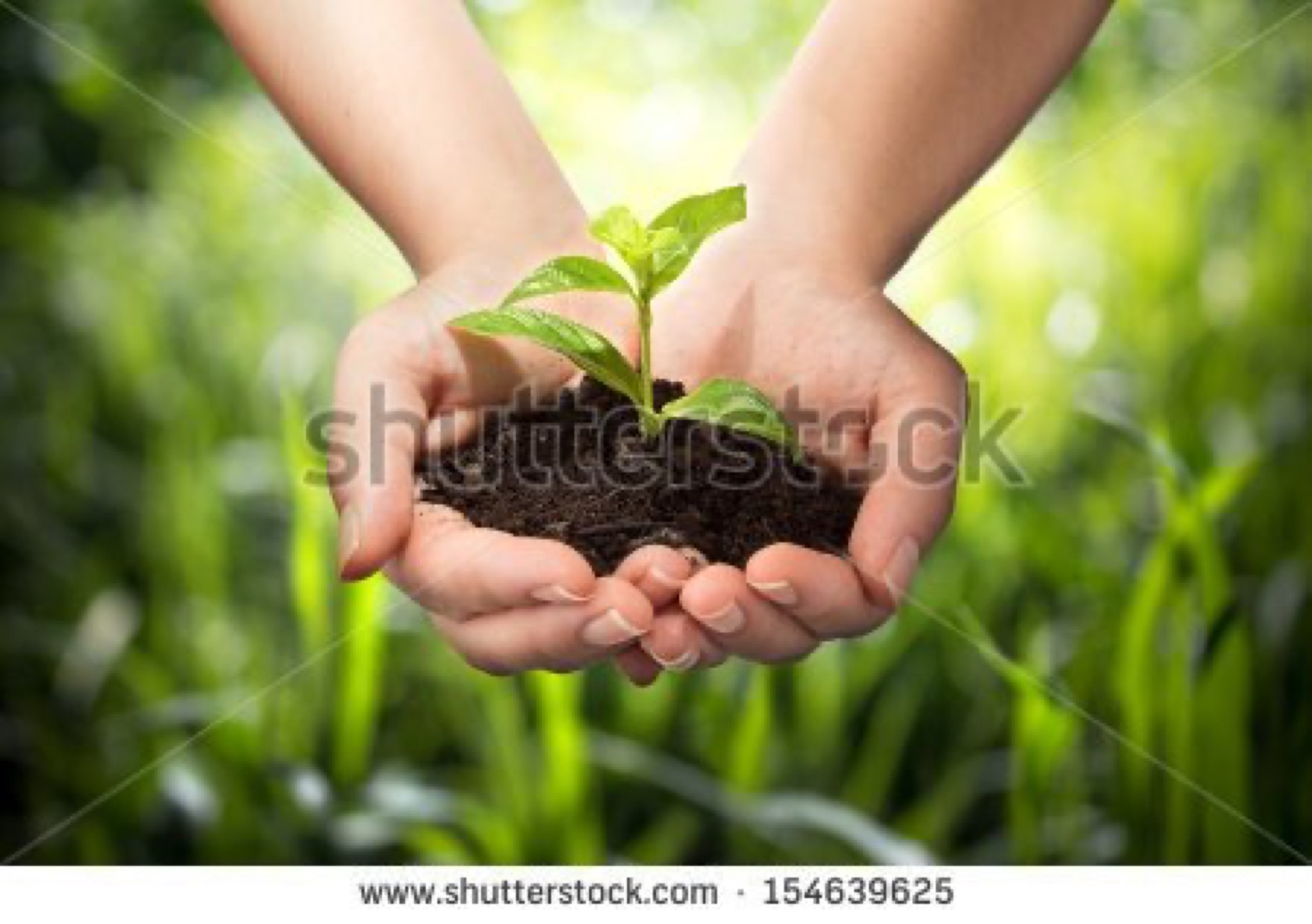 Cupped hands cradling a green seedling in soil against a blurred grass background, the overused seedling stock photo standing in for business growth