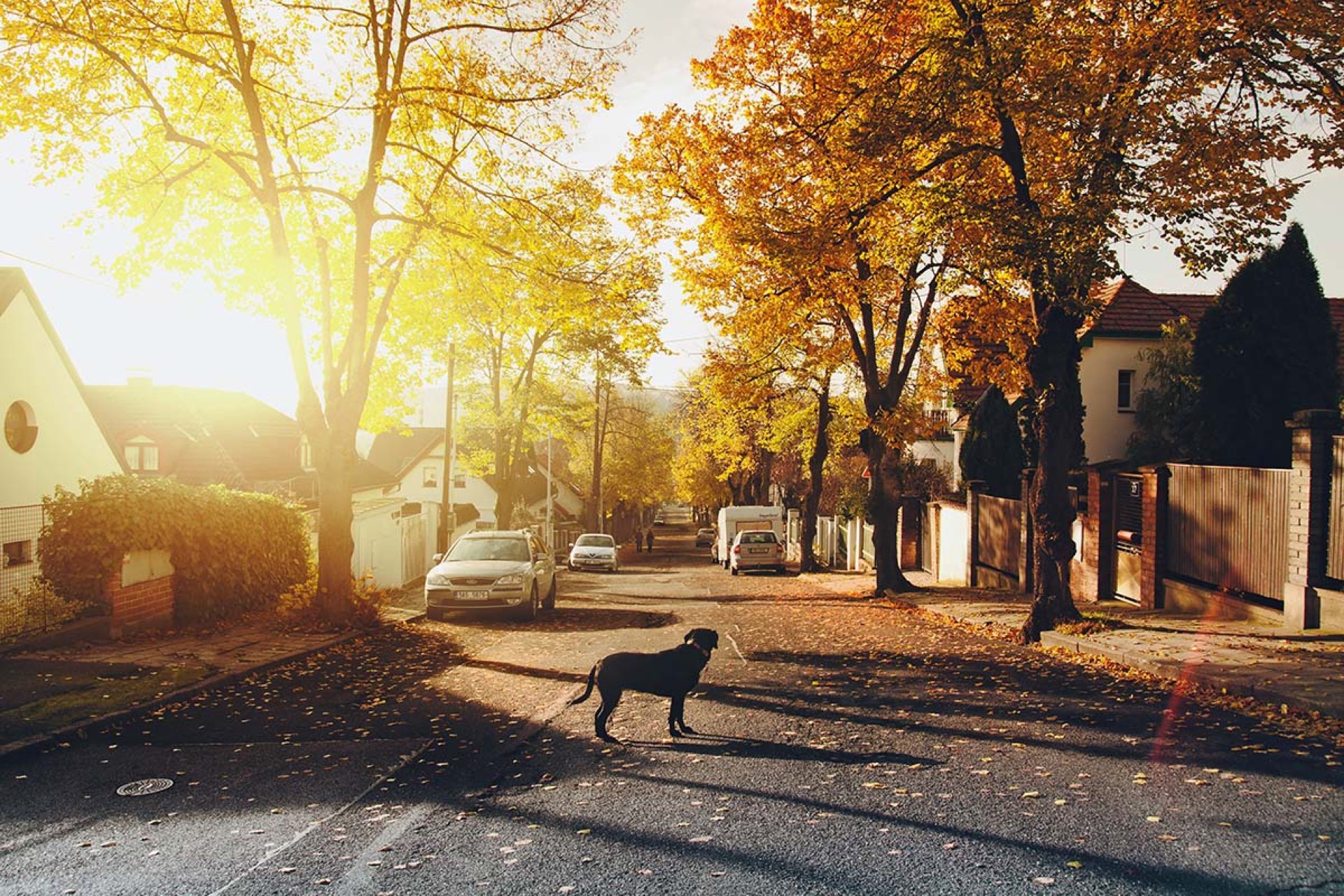 Dog crossing a quiet tree-lined suburban street in autumn sunlight — illustrating Americans relocating to suburbs post-COVID