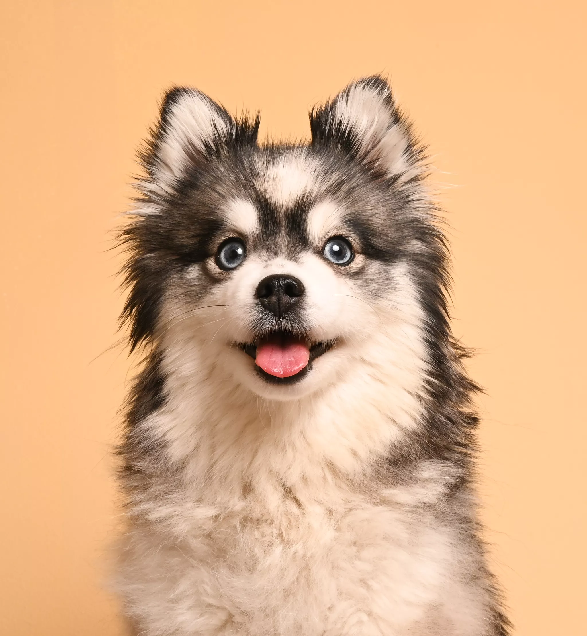 Studio pet portrait of a Pomsky puppy with sharp blue eyes on a peach background.