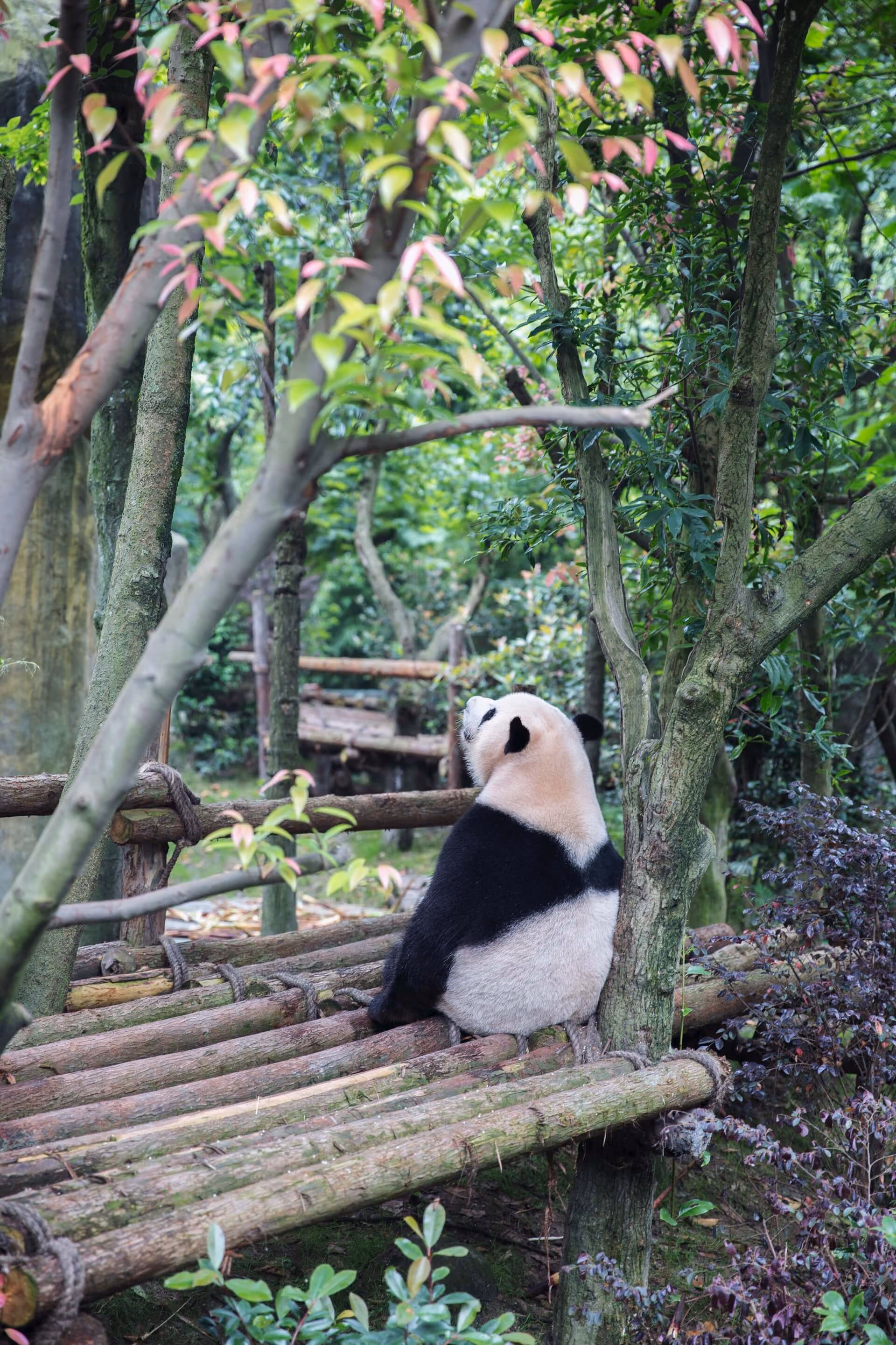 Chengdu