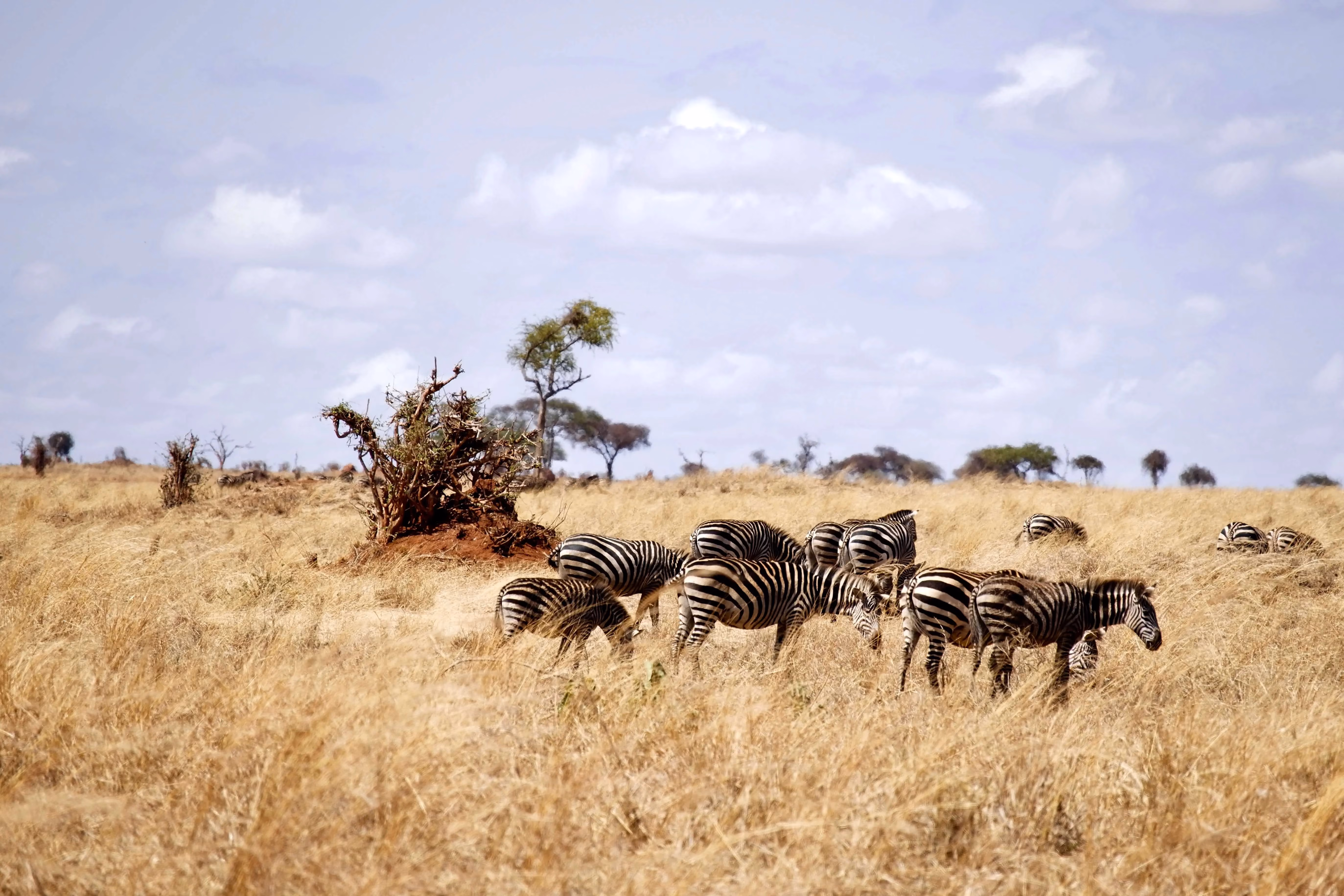 Arusha