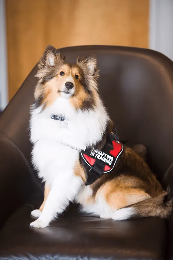 Meet Sonny, CT-ENT's Therapy Dog