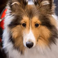 Meet Sonny, CT-ENT's Therapy Dog