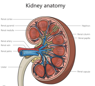 Kidney anatomy diagram