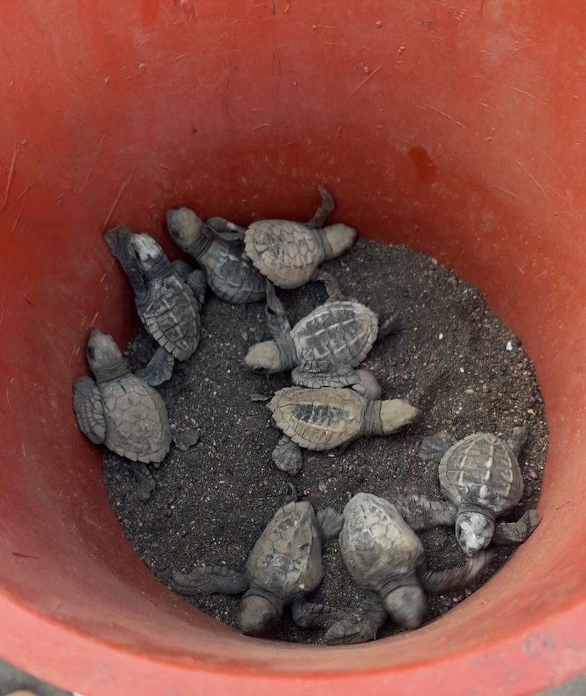 Recently hatched turtles ready to be taken to the ocean to be released.