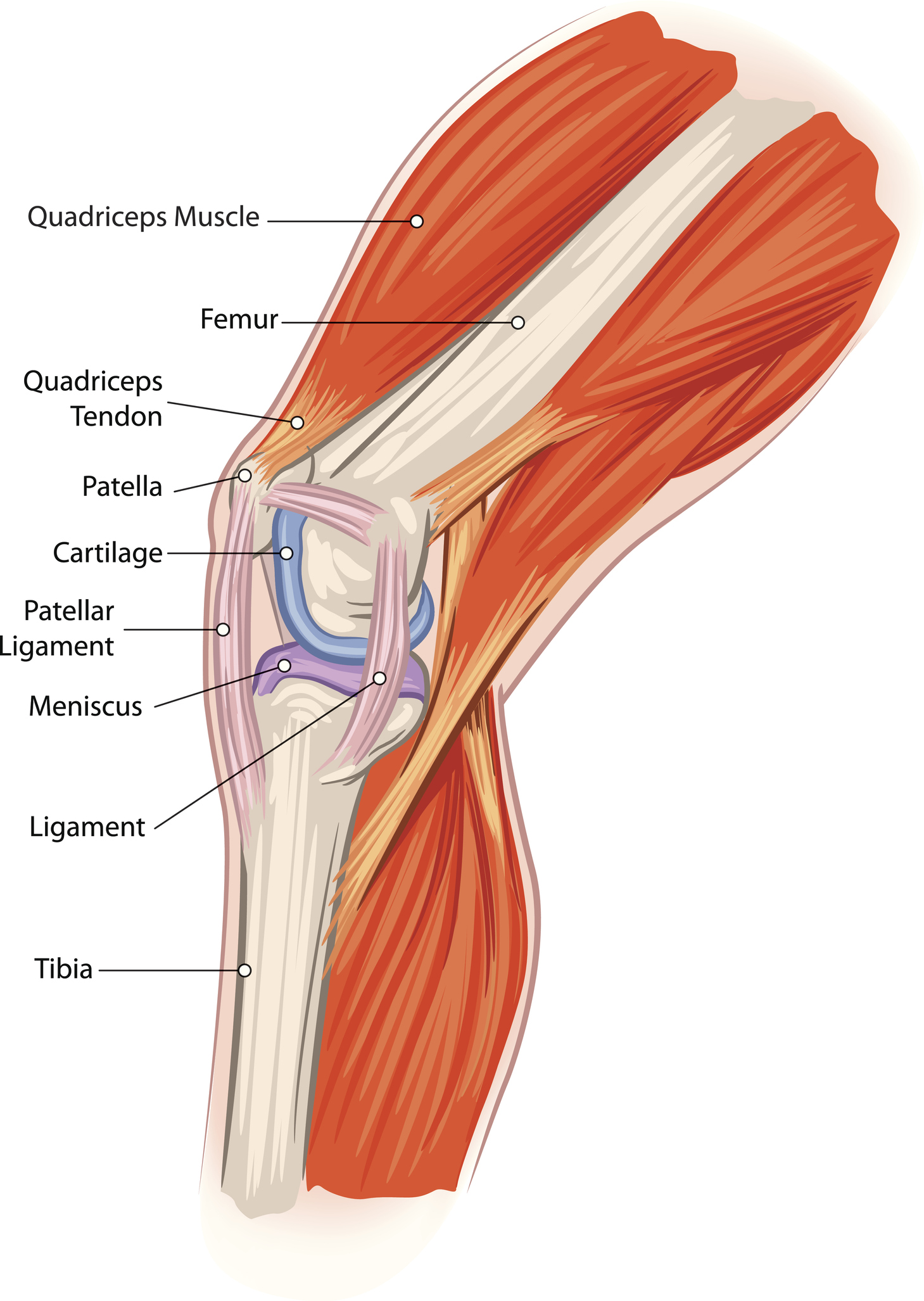 Anatomy Pathology Treatment Of The Knee Joint Articles Advice 