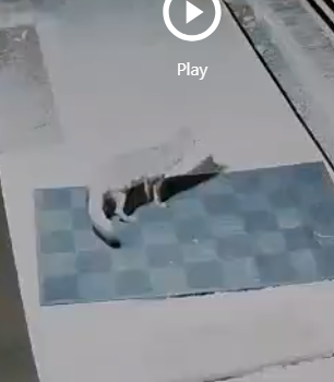 Close-up security camera footage of fox on checkered mat