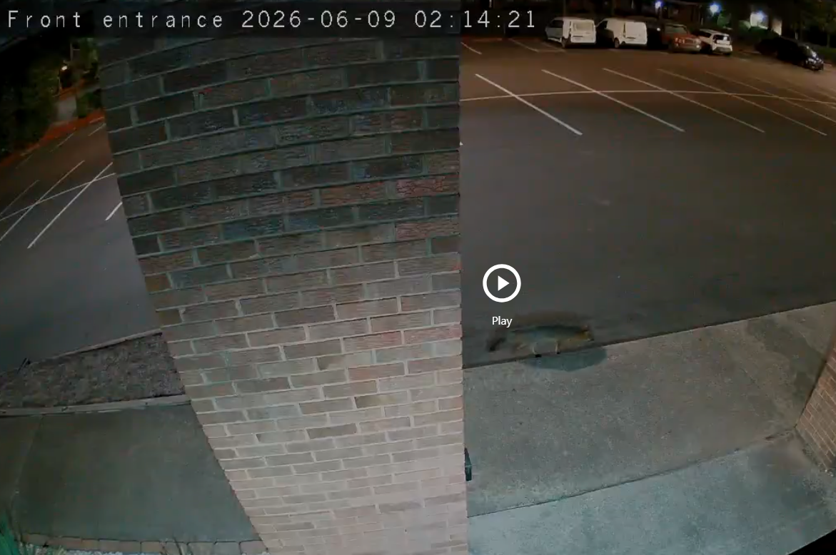 Overhead security camera view of fox at Net Friends entrance