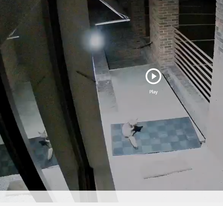 Security camera front entrance showing fox at 2:14 AM