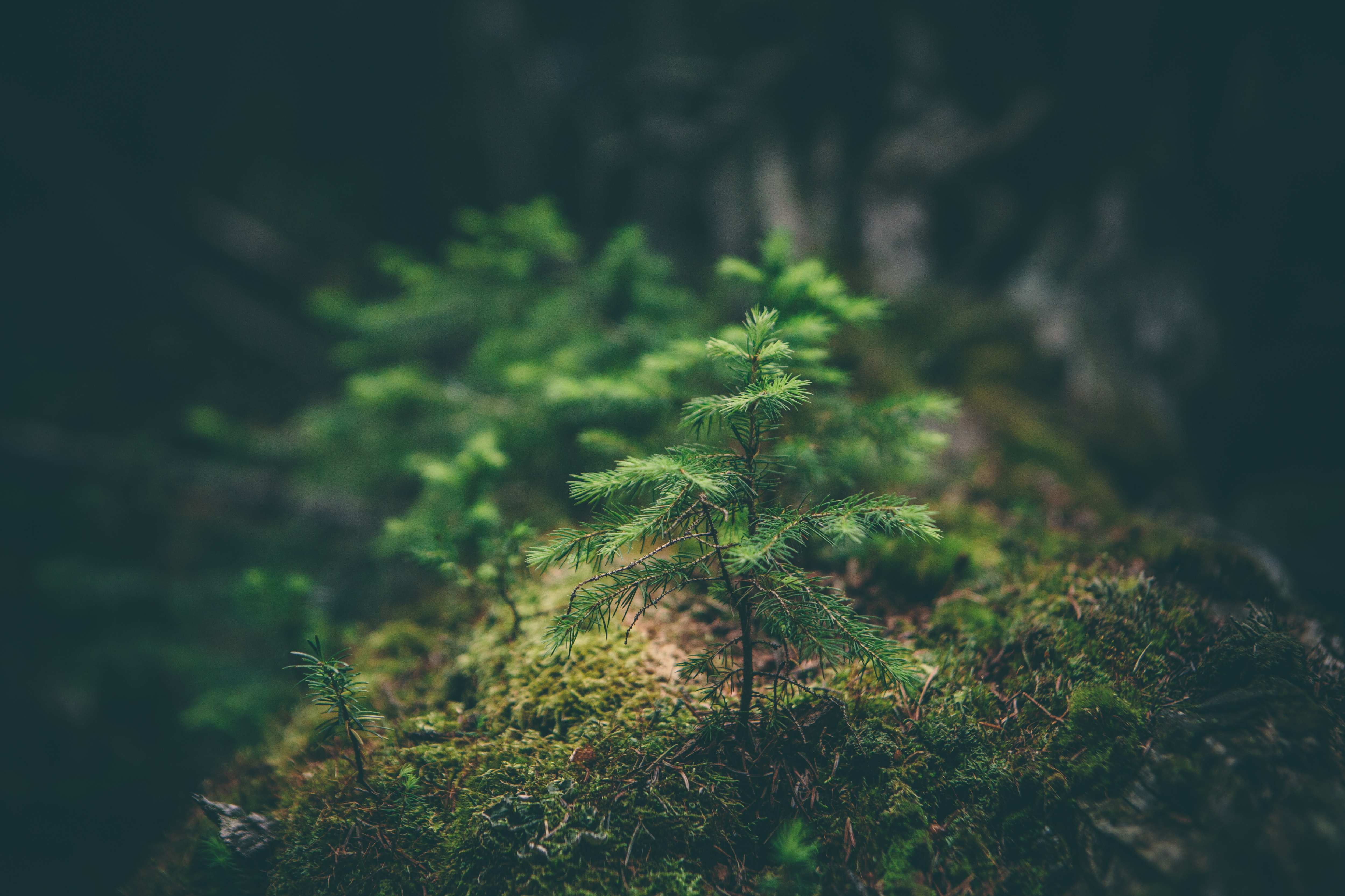 An Environmental Spirituality