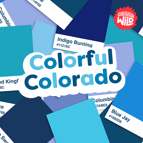 Graphic with blue color swatches named after bird species including Indigo Bunting, Blue Jay, and related hex color codes, surrounding the text 'Colorful Colorado'.