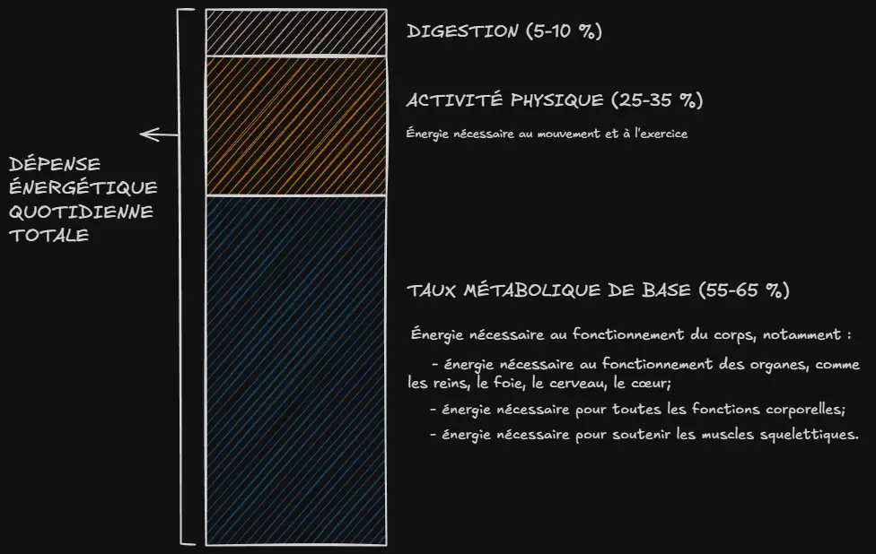Graphique simple qui présente la répartition des dépenses énergétiques, où la part du taux métabolique de base représente 55 à 65 %, celle de la digestion représente 5 à 10 % et celle de l’activité physique 25 à 35 %.