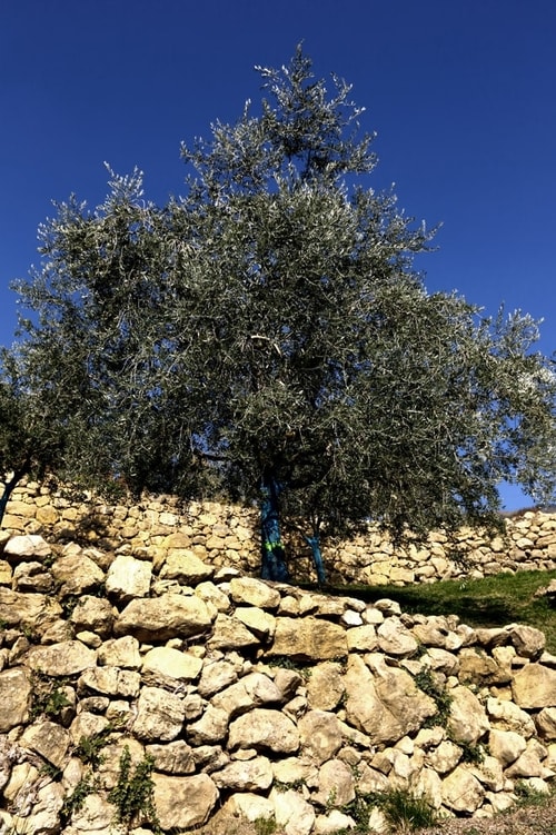 Muretti a secco - colline di marostica