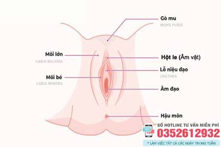 Hột le là gì