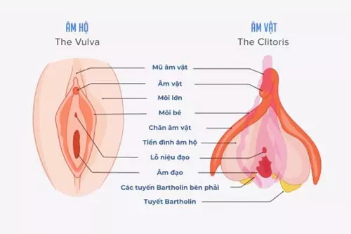 Chức năng của hột le