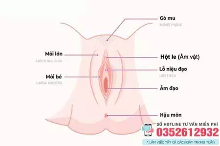 Hột le là gì
