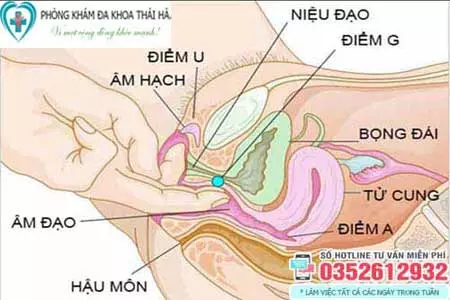 Điểm G