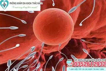 Sau quan hệ bao lâu thì tinh trùng gặp trứng
