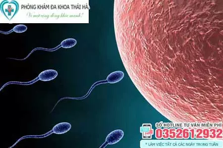 Tinh trùng mất bao lâu để gặp trứng