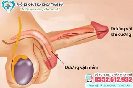 Dương vật có xương không?