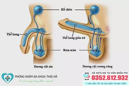 Tại sao dương vật không xương mà vẫn cứng