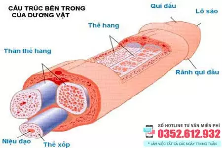 Cấu tạo của dương vật