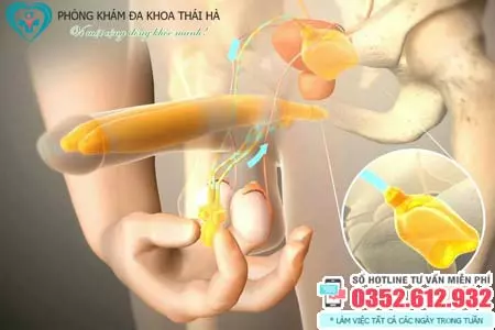Tại sao dương vật lại cứng được