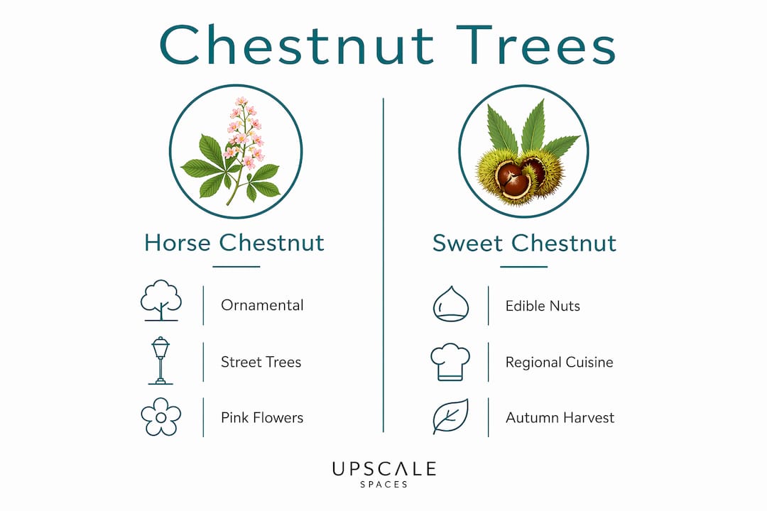 Infographic comparing horse and sweet chestnut trees