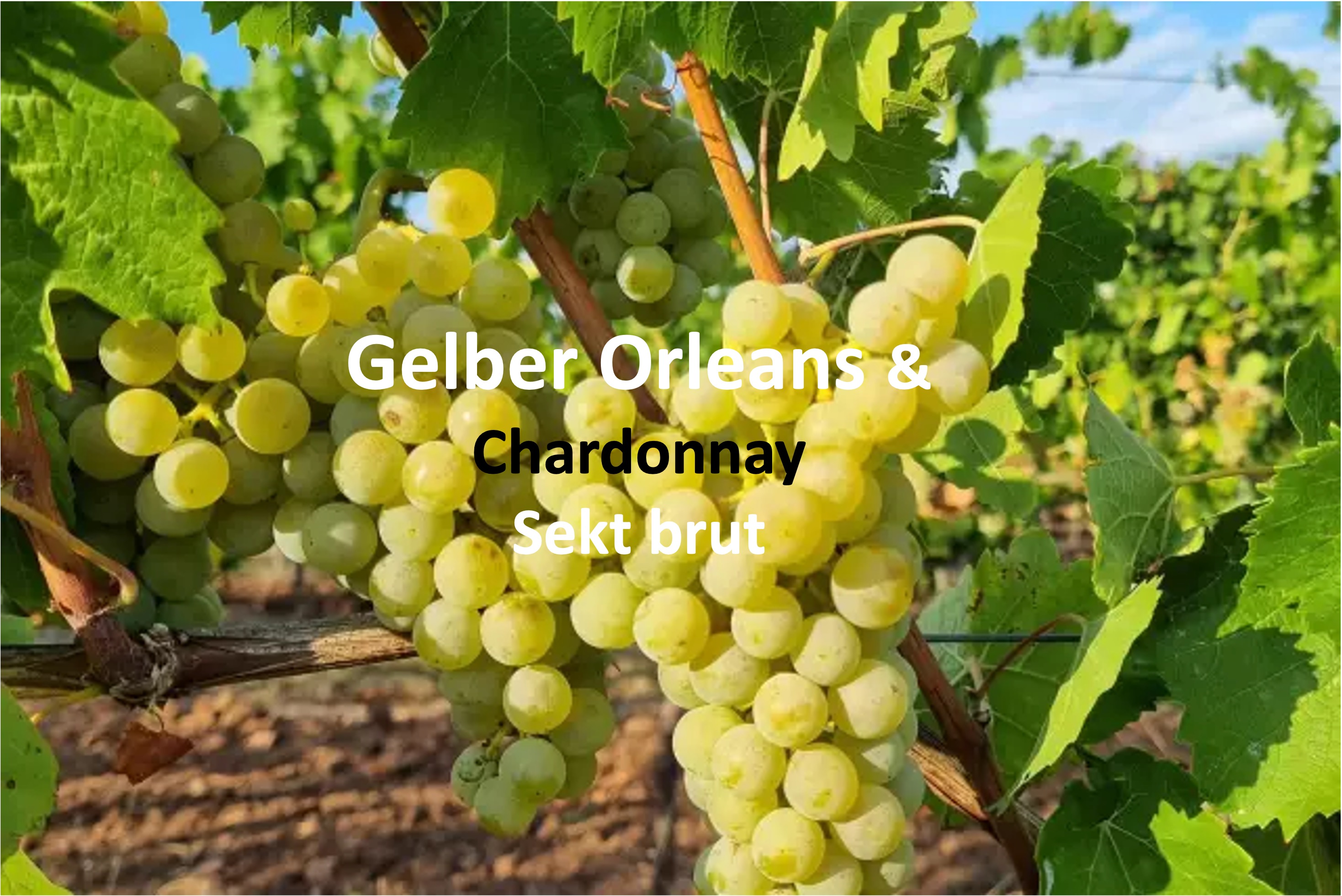Neuer CHAMP - Alte Rebsorte