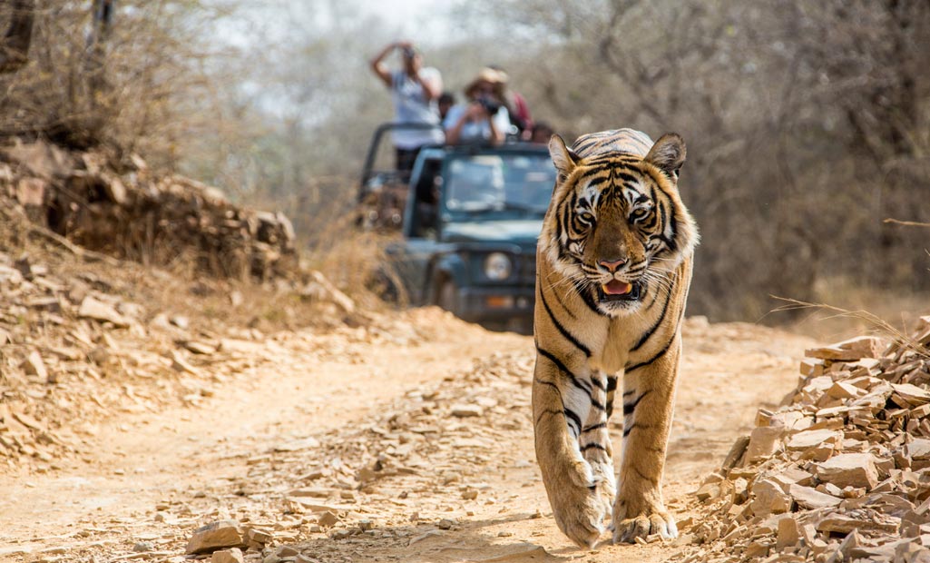 corbett national park uttarakhand