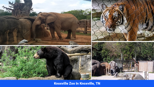 Land for sale in Cocke County, TN(SOLD)