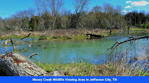 Land for sale in Cocke County, TN(SOLD)