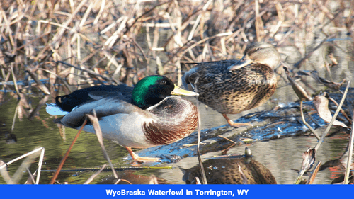 Land for sale in Gosehn County, WY(SOLD)