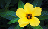 damiana-bahan-alami-soloco