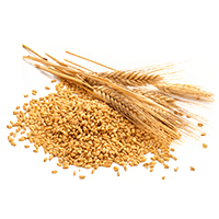 grain