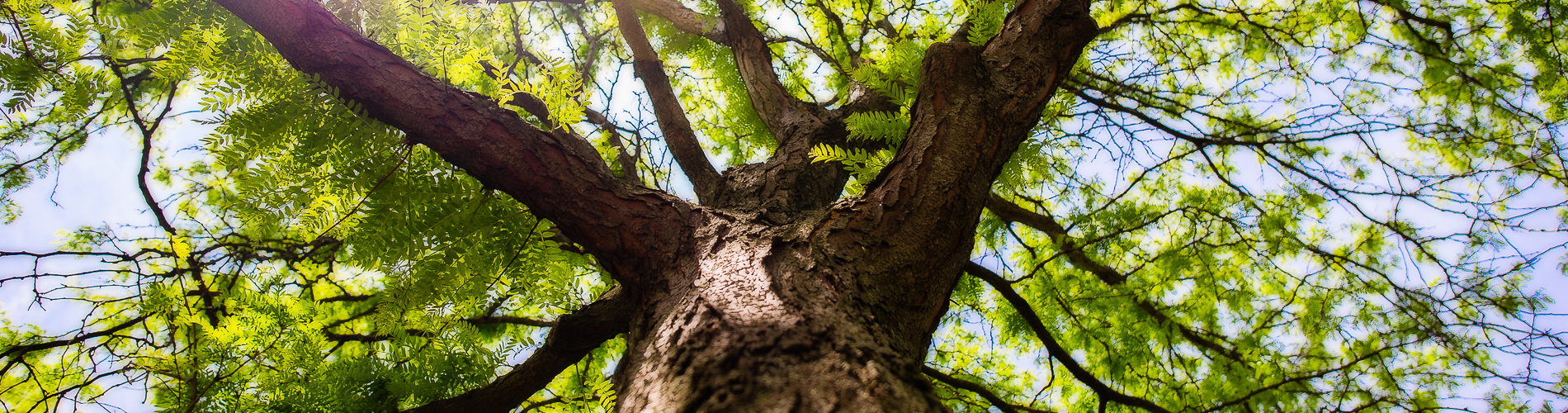 Looking up into the green canopy of a large tree at Meineke Park.